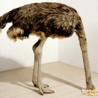 http://dejodelacombe.com/files/gimgs/th-2_577720_10151269784330378_275205850_n.jpg