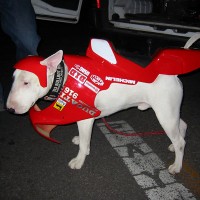http://dejodelacombe.com/files/gimgs/th-2_FB03_chien_xav_02.jpg